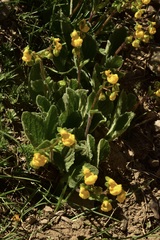 Calceolaria corymbosa