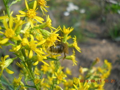 Bombus