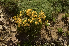 Calceolaria corymbosa