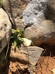 Ceropegia socotrana image