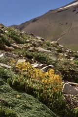 Calceolaria corymbosa
