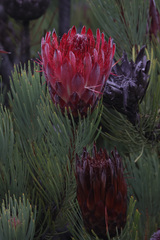 Protea aristata