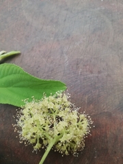 Callicarpa acuminata