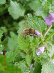 Bombus