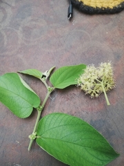 Callicarpa acuminata