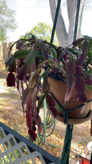 Schlumbergera truncata