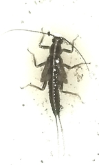 Taeniopteryx