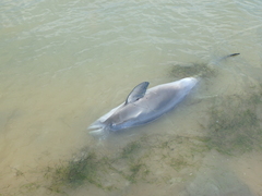Phocoena phocoena relicta