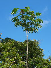 Cecropia obtusifolia