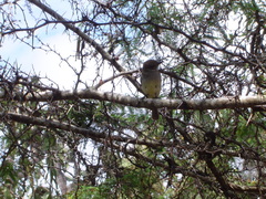 Myiarchus magnirostris