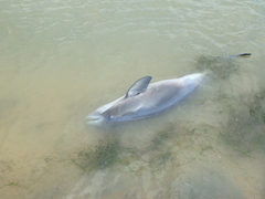Phocoena phocoena relicta