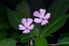Impatiens kinabaluensis