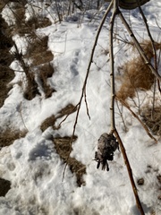 Rabdophaga strobiloides