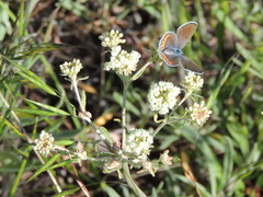 Eriogonum heracleoides