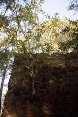 Tabebuia heterophylla
