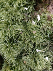 Thamnobryum