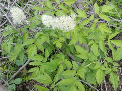 Actaea rubra
