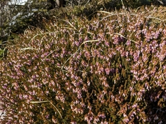 Erica carnea