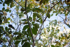 Tabebuia heterophylla