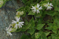 Silene cordifolia