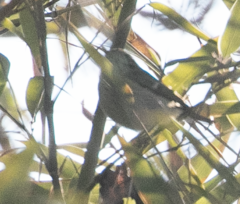 Phylloscopus humei