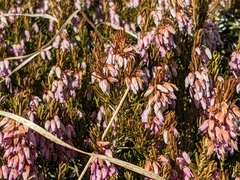 Erica carnea