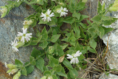 Silene cordifolia