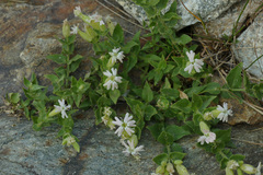 Silene cordifolia