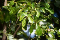 Tabebuia heterophylla