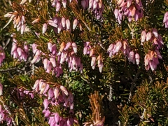 Erica carnea