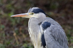 Ardea cinerea