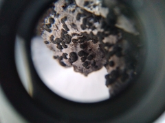 Umbilicaria cylindrica
