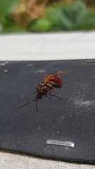 Sphictostethus nitidus