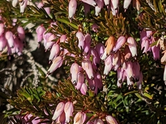 Erica carnea