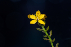 Spathoglottis gracilis