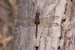 Erythemis attala