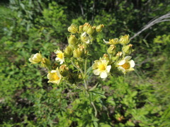 Potentilla alba