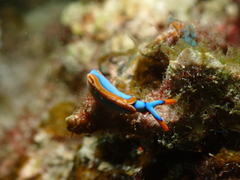 Thuridilla lineolata