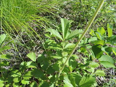 Potentilla alba