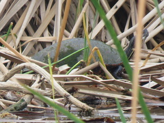 Emydidae