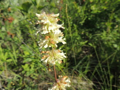 Penstemon confertus