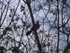 Mimus parvulus