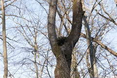 Agrobacterium radiobacter