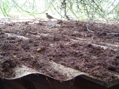 Mimus parvulus