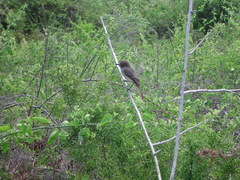 Myiarchus magnirostris
