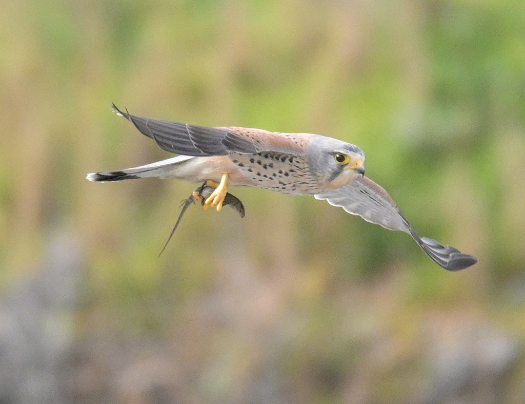 Faucon crécerelle