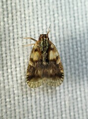 Bothriocera