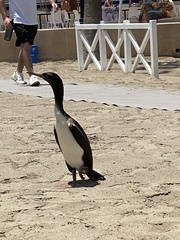 Leucocarbo bougainvillii
