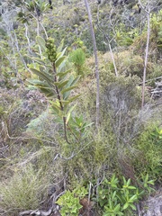Laurophyllus capensis