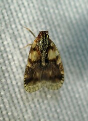 Bothriocera